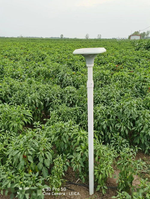 臨潁縣5G技術賦能辣椒種植，助推現代農業高質量發展