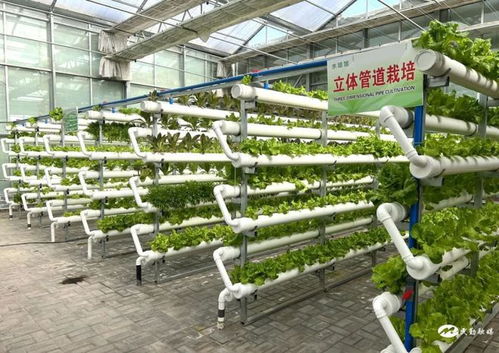 民勤縣紅旗谷現代智慧農業示范園 農旅融合促發展，鄉村振興產業旺