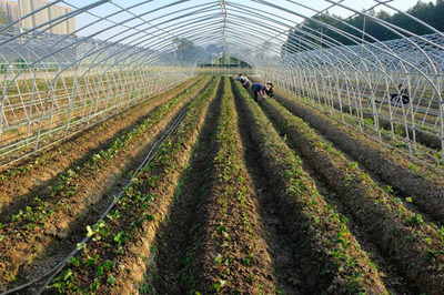 桃熏白草莓的種植技術(shù)與農(nóng)業(yè)開發(fā)策略