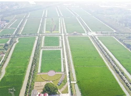 從單一種植到現(xiàn)代農(nóng)業(yè) 中國農(nóng)業(yè)產(chǎn)業(yè)聯(lián)合體的崛起與技術(shù)革新