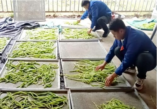 臨夏執(zhí)稅之筆，奮力書寫富農(nóng)豐收卷——農(nóng)業(yè)種植技術(shù)開發(fā)賦能鄉(xiāng)村振興