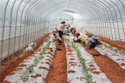 云南景谷 以示范基地為抓手，全力推進(jìn)現(xiàn)代農(nóng)業(yè)產(chǎn)業(yè)園建設(shè)與農(nóng)業(yè)技術(shù)開發(fā)