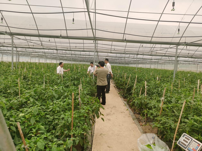 江華人大深入一線開展蔬菜產(chǎn)業(yè)發(fā)展專題調(diào)研，助力農(nóng)業(yè)種植技術(shù)開發(fā)與產(chǎn)業(yè)升級(jí)